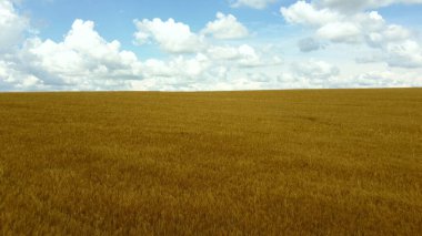 Sarı buğday tarlasında uçan insansız hava aracı. Ufuk çizgisi. Mavi gökyüzü ve beyaz bulutlar. Olgun hasat. Buğday taneleri üzerinde uçuyorlar. Tarım. Peyzaj alanları tarım endüstrisi kültürü