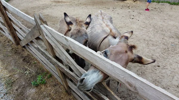 Two Donkeys Stand Corral Fence Donkey Farm Two Muzzles Donkey — Foto de Stock