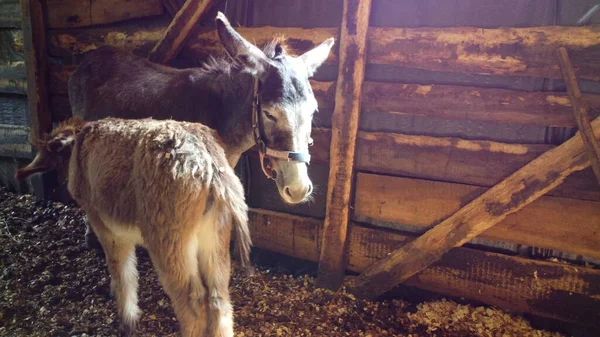 Adult Donkey Mother Young Foal Standing Barn Mom Donkey Feeds — Φωτογραφία Αρχείου