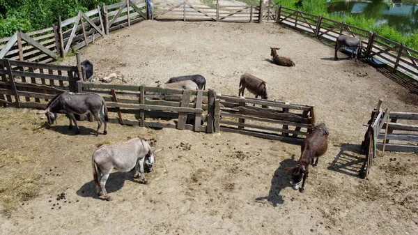 Szamárfarm Légi Drón Nézet Repülés Felett Sok Szamár Karámban Szamár — Stock Fotó