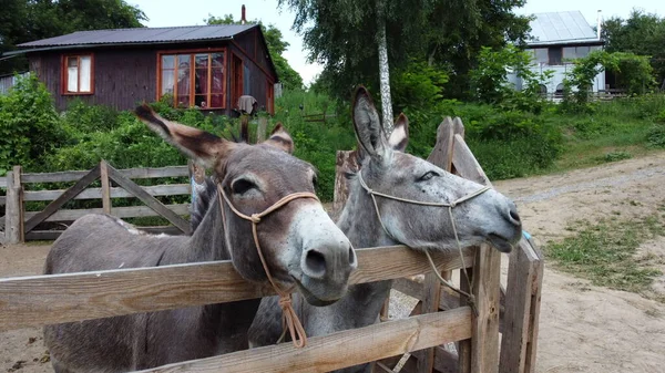 Two Donkeys Stand Corral Fence Donkey Farm Two Muzzles Donkey — Stockfoto