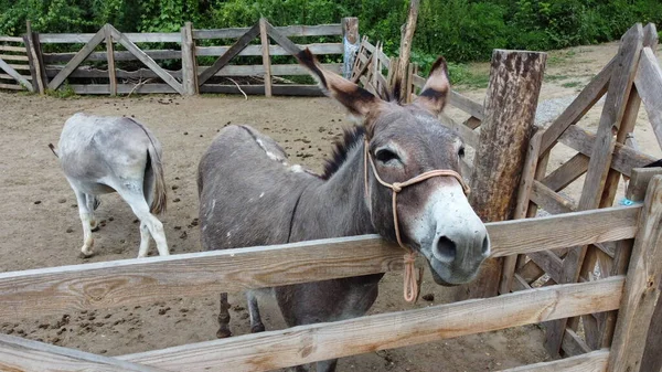 Two Donkeys Stand Corral Fence Donkey Farm Two Muzzles Donkey — Fotografia de Stock
