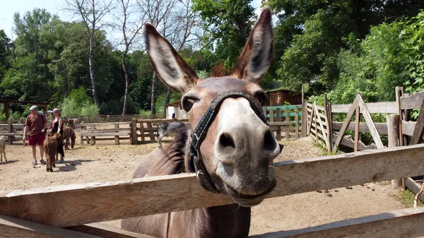 One Donkeys Stand Corral Fence Donkey Farm Two Muzzles Donkey — Stockfoto