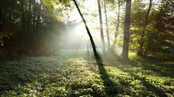 Blickbeschreibung Sonne Scheint Hell Durch Grüne Äste Bäume Wald Einem — Stockfoto