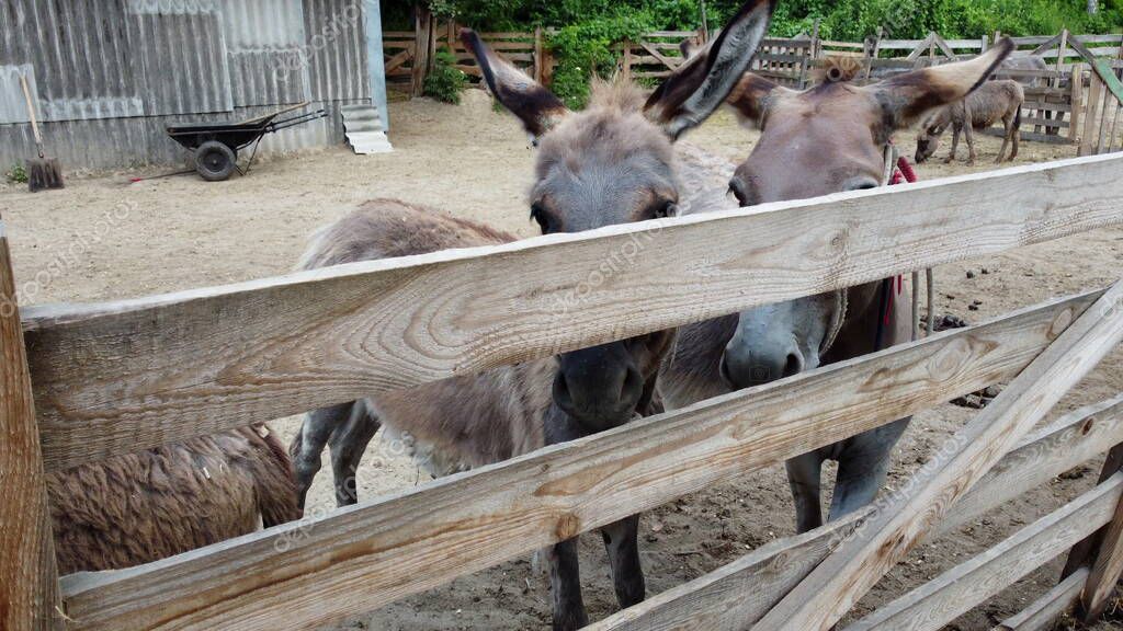 Two donkeys stand behind corral fence at donkey farm. Two muzzles of