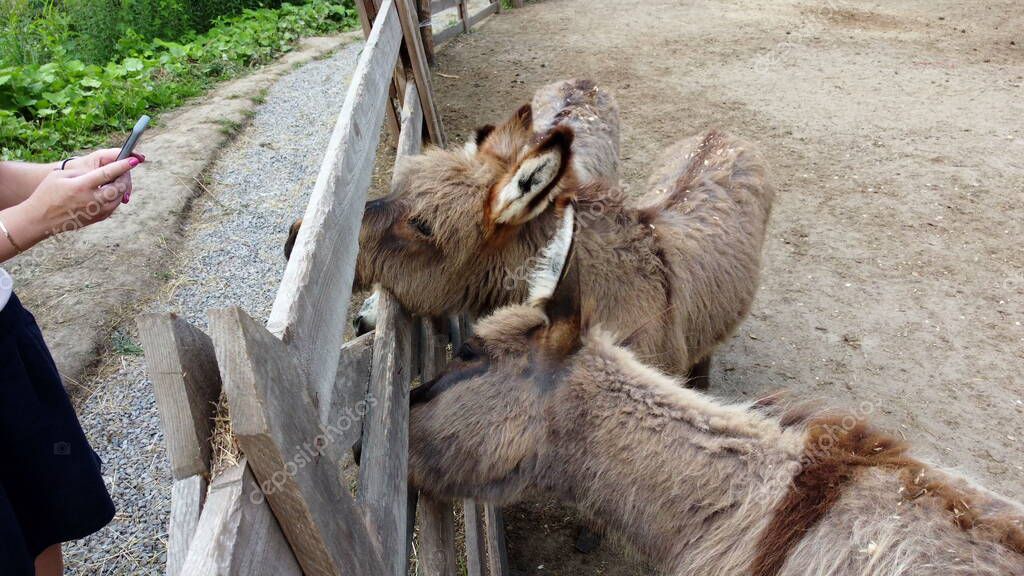 Two donkeys stand behind corral fence at donkey farm. Two muzzles of