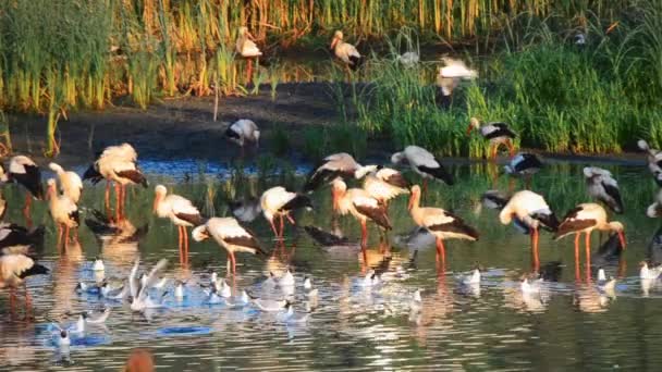 Muchas Aves Cigüeñas Gaviotas Orilla Del Lago Cerca Las Cañas — Vídeos de Stock