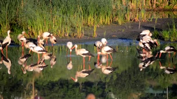 Muitas Cegonhas Pássaros Gaivotas Costa Lago Perto Juncos Verdes Pôr — Vídeo de Stock