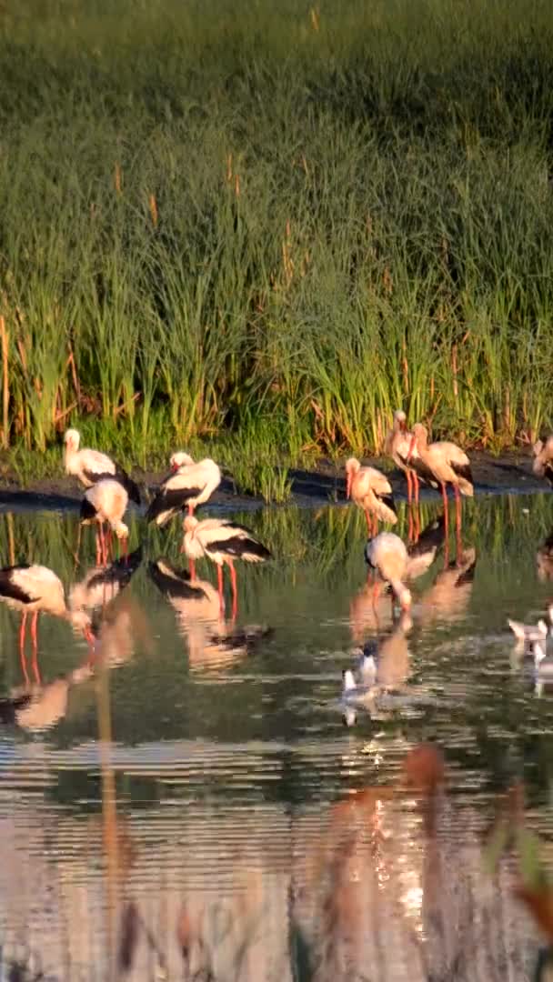 Muitas Cegonhas Pássaros Gaivotas Costa Lago Perto Verde Pôr Sol — Vídeo de Stock