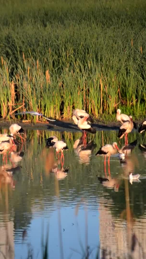 Muitas Cegonhas Pássaros Gaivotas Costa Lago Perto Verde Pôr Sol — Vídeo de Stock