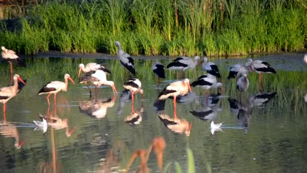Muchas Aves Cigüeñas Gaviotas Orilla Del Lago Cerca Las Cañas — Vídeos de Stock