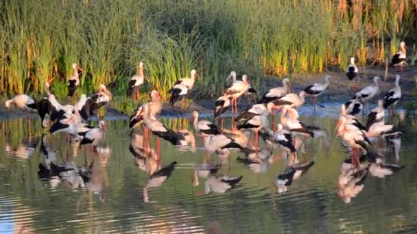 夜明けの日没時に多くの鳥が緑の葦の近くの湖の岸にコウノトリやカモメ コウノトリの群れは 海岸近くの水に身をきれいに食べる立っている 多くの白い川のカモメが水の近くで泳ぐ — ストック動画