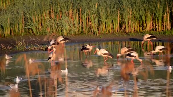 Många Fåglar Storkar Och Måsar Stranden Sjön Nära Gröna Vass — Stockvideo