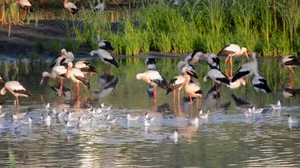 Muitas Cegonhas Pássaros Gaivotas Costa Lago Perto Juncos Verdes Pôr — Vídeo de Stock