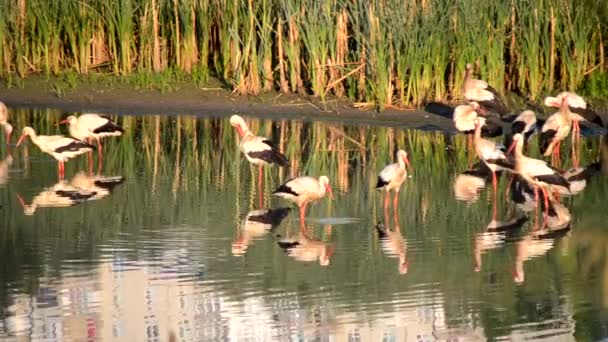 Muitas Cegonhas Pássaros Gaivotas Costa Lago Perto Juncos Verdes Pôr — Vídeo de Stock