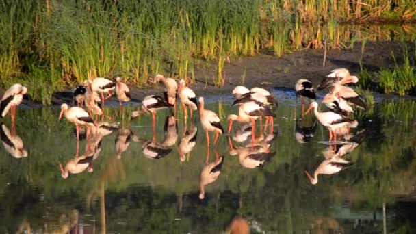 Banyak Burung Bangau Dan Burung Camar Tepi Danau Dekat Alang — Stok Video