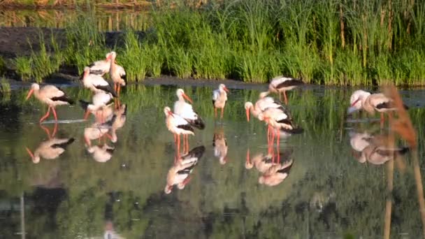 Many Birds Storks Seagulls Shore Lake Green Reeds Dawn Sunset — Stock Video