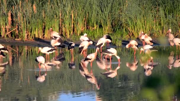 夜明けの日没時に多くの鳥が緑の葦の近くの湖の岸にコウノトリやカモメ コウノトリの群れは 海岸近くの水に身をきれいに食べる立っている 多くの白い川のカモメが水の近くで泳ぐ — ストック動画