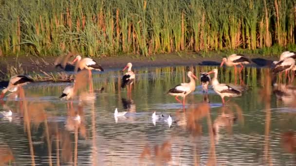 夜明けの日没時に多くの鳥が緑の葦の近くの湖の岸にコウノトリやカモメ コウノトリの群れは 海岸近くの水に身をきれいに食べる立っている 多くの白い川のカモメが水の近くで泳ぐ — ストック動画