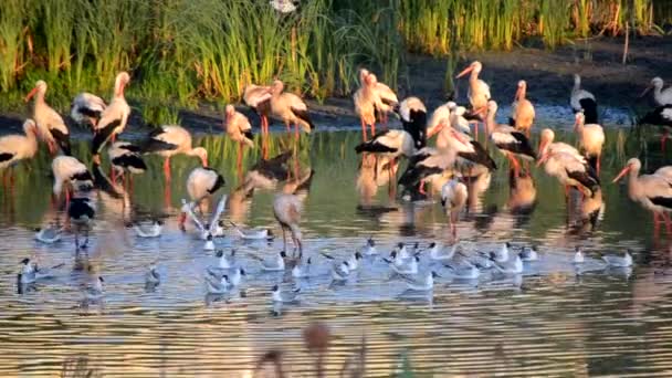 许多鸟在黄昏时分在绿草附近的湖岸上鸣叫和鸣叫 一群鹤站着 吃东西 在近岸的水里清洁自己 许多白江鸥在水里游着 — 图库视频影像