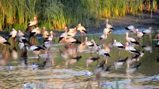 Wiele Bociany Ptaków Mewy Brzegu Jeziora Pobliżu Zielonych Trzcin Zachodzie — Wideo stockowe