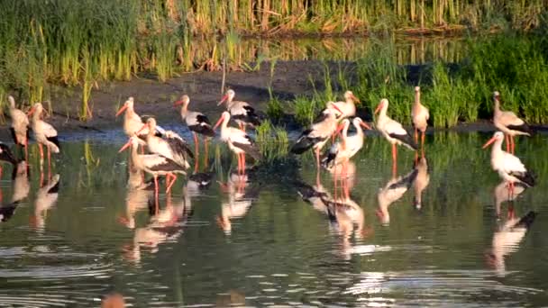 夜明けの日没時に多くの鳥が緑の葦の近くの湖の岸にコウノトリやカモメ コウノトリの群れは 海岸近くの水に身をきれいに食べる立っている 多くの白い川のカモメが水の近くで泳ぐ — ストック動画