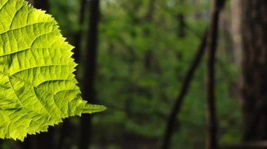 Karanlık gövde ve yaprakların arka planında güneşli bir bahar gününde güneşli bir yaprağın güzel yarısı. Yeşil yaprak daldaki güneş ışınlarında parlıyor. Doğa bitkileri.