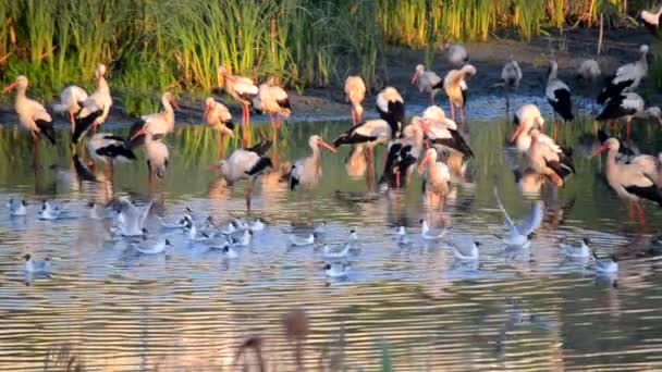 Mnoho Ptáků Čápy Racky Břehu Jezera Blízkosti Zelených Rákosí Při — Stock video