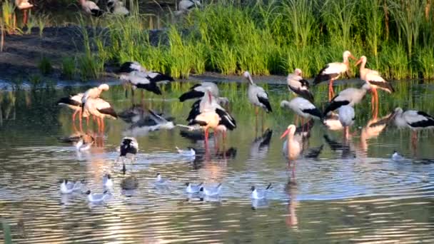 夜明けの日没時に多くの鳥が緑の葦の近くの湖の岸にコウノトリやカモメ コウノトリの群れは 海岸近くの水に身をきれいに食べる立っている 多くの白い川のカモメが水の近くで泳ぐ — ストック動画