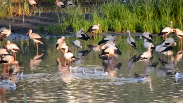 夜明けの日没時に多くの鳥が緑の葦の近くの湖の岸にコウノトリやカモメ コウノトリの群れは 海岸近くの水に身をきれいに食べる立っている 多くの白い川のカモメが水の近くで泳ぐ — ストック動画