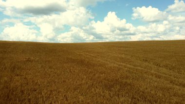 Peyzaj buğday tarlası. Hava aracı görüntüsü. Güneşli bir günde buğday kulakları kapanır. Sarı altın taneleri tarlada buğday dalları. Dokulu tarımsal tarım geçmişi. Kulağındaki buğday taneleri güneşte olgunlaşır.
