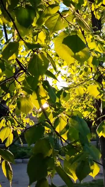 Prachtige Natuurlijke Achtergrond Zonneschijn Door Groene Bladeren Boomtak Avond Ochtend — Stockvideo