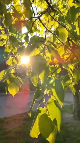 美丽的自然背景傍晚时分 阳光透过绿叶照在树枝上 红色的阳光 嫩绿的嫩叶 灿烂的阳光 垂直录像 — 图库视频影像