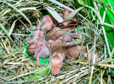 Hamster yuvası yakın plan. Çimen yuvasında bir sürü küçük hamster var. Yeni doğmuş hamsterlar. Küçük kemirgenler. Evcil hayvanlar. Suriyeli hamsterlar. Çok küçük kör hamsterlar. Evcil hayvanların üremesi ve üremesi. Kemirgen yavruları
