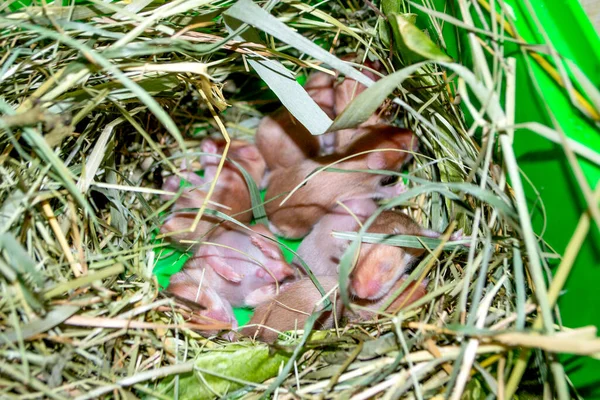 Hamster nest close-up. Many small hamsters in grass nest. Newborn hamsters. Little rodents. Pets. Syrian hamsters. Very small blind hamsters. Reproduction and breeding of domestic animals. Rodent cubs