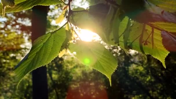 Sol Brilla Través Las Hojas Verdes Del Árbol Amanecer Del — Vídeos de Stock