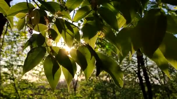 Slunce Svítí Zelenými Listy Stromů Při Západu Slunce Jaře Léta — Stock video