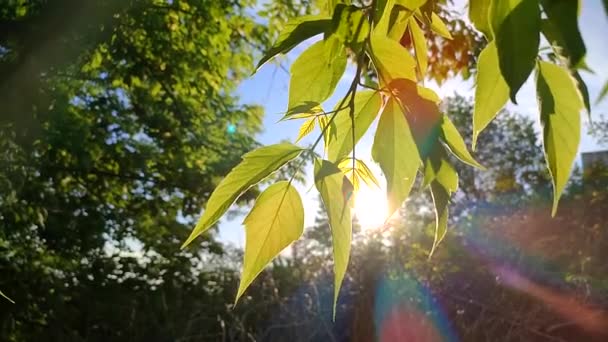 春夏黄昏时分 阳光透过绿叶照射在树上 翠绿的嫩叶在灿烂的阳光的映衬下迎风摇曳 阳光透过树叶照射 美丽的自然背景 — 图库视频影像