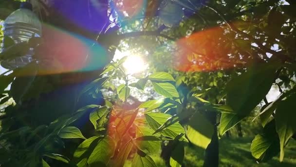 Солнце Светит Сквозь Зеленые Листья Дерева Закате Весной Зеленые Свежие — стоковое видео