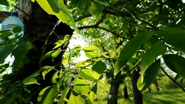 Sol Brilha Através Das Folhas Verdes Árvore Por Sol Alvorada — Vídeo de Stock