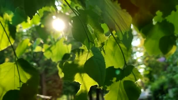 Soleil Brille Travers Les Feuilles Vertes Arbre Coucher Soleil Aube — Video