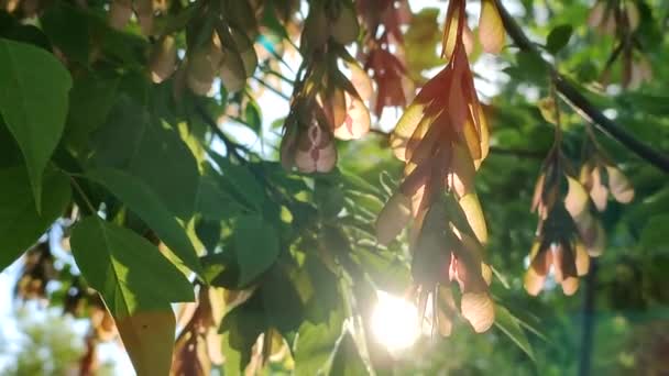 Солнце Светит Сквозь Зеленые Листья Ясеня Семена Дерева Рассвете Заката — стоковое видео