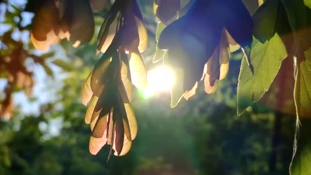 Сонце Світить Через Зелене Листя Попелу Насіння Дерева Світанку Заході — стокове відео