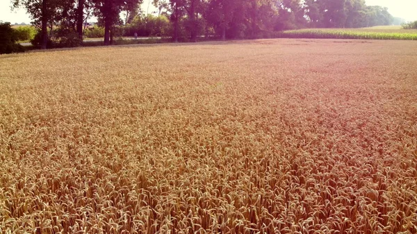 風景小麦畑 空中ドローンビュー 晴れた日には小麦の耳 フィールド内の小麦の黄色の黄金の粒のスパイク 農業の背景を織り込みました 耳の小麦の穀物は太陽の下で熟す — ストック写真