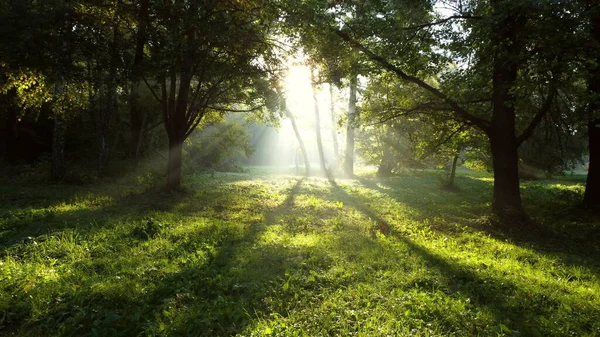 Blickbeschreibung Sonne Scheint Hell Durch Grüne Äste Bäume Wald Einem — Stockfoto