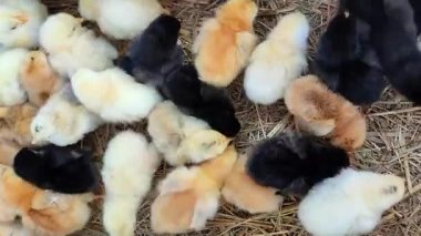 Many little yellow, black, gray young chickens on farm close-up. Many hen chickens top view. Livestock, agribusiness, domestic pet, aviculture breeding, industrial production. Agricultural background