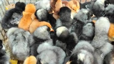 Many little yellow, black, gray young chickens on farm close-up. Many hen chickens top view. Livestock, agribusiness, domestic pet, aviculture breeding, industrial production. Agricultural background
