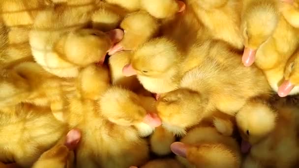 Many Little Yellow Young Ducks Close Many Ducklings Top View — Stockvideo