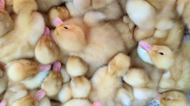 Muchos Patitos Amarillos Jóvenes Cerca Muchos Patitos Vista Superior Ganadería — Vídeos de Stock