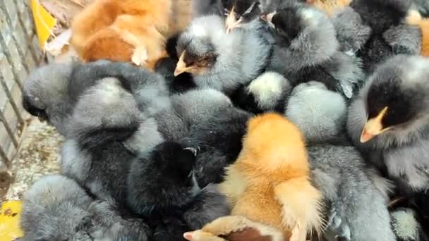 Many Little Yellow Black Gray Young Chickens Farm Close Many — Vídeo de Stock